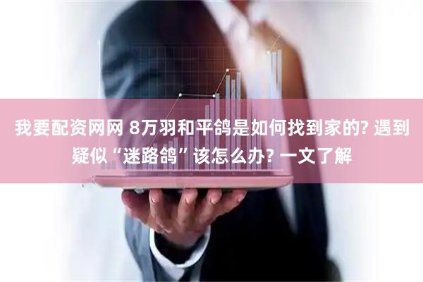 我要配资网网 8万羽和平鸽是如何找到家的? 遇到疑似“迷路鸽”该怎么办? 一文了解