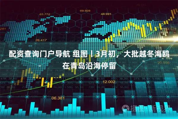 配资查询门户导航 组图丨3月初，大批越冬海鸥在青岛沿海停留